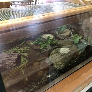 Northwestern salamander exhibit