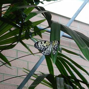 8/17/2020 - Butterfly (Species Help Please?)