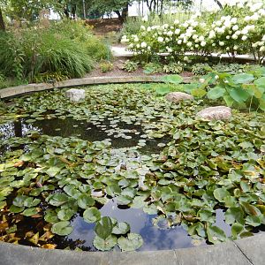 8/17/2020 - Water Garden