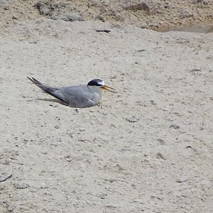 Least tern (Sternula antillarum)