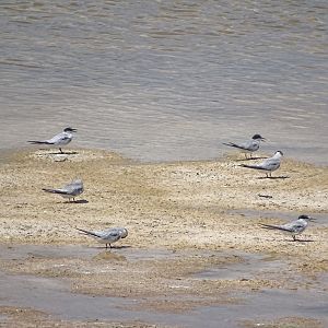 Least terns (Sternula antillarum)