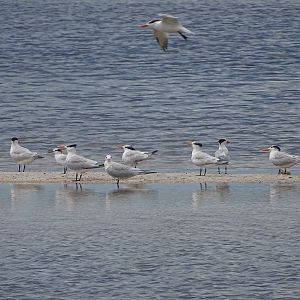 Royal terns (Thalasseus maximus)