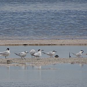 Sandwich terns (Thalasseus sandvicensis)