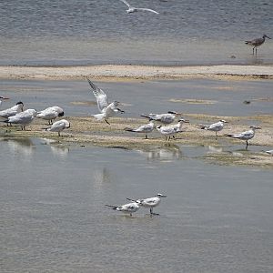 3 tern species (+ willet)