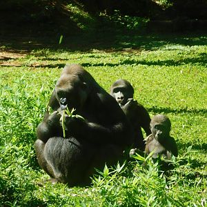 "Imbi" with her babies "Jahari" and "Ayô" - Belo Horizonte zoo