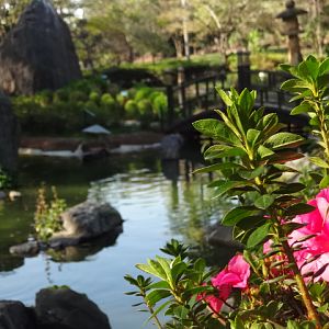 View of the japanese garden - Belo Horizonte zoo
