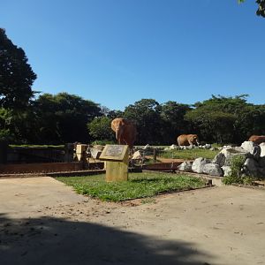 African elephant exhibit - Belo Horizonte zoo