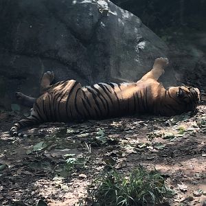 Alexandria Zoological Park - Malayan Tiger