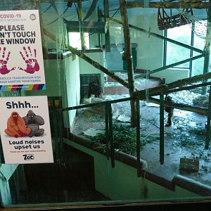 Re-opened Ape House, October 2020.