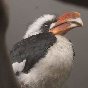 Von der Decken's hornbill