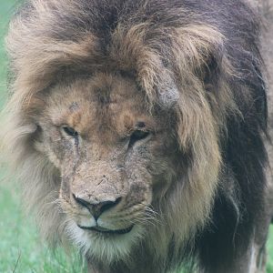 African lion