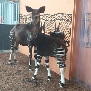 Okapi with young