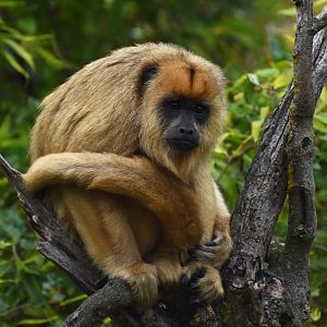 Black howler (Alouatta caraya)