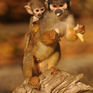 Peruvian squirrel monkey (Saimiri boliviensis peruviensis)