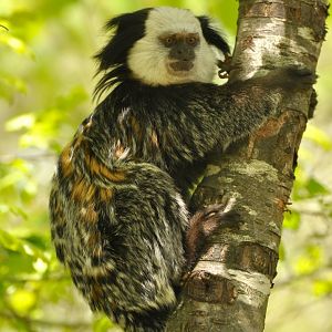 Geoffroy marmoset (Callithrix geoffroyi)