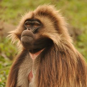 Gelada (Theropithecus gelada)