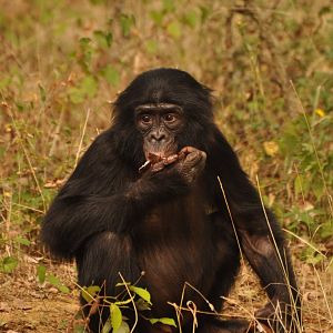 Bonobo (Pan paniscus)
