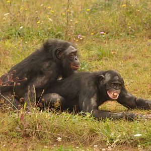 Bonobo (Pan paniscus)
