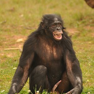 Bonobo (Pan paniscus)