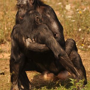 Bonobo (Pan paniscus)