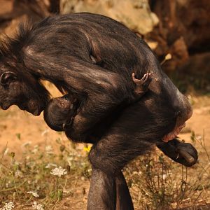 Bonobo (Pan paniscus)