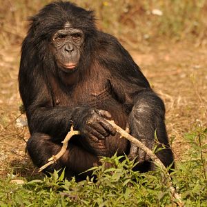 Bonobo (Pan paniscus)