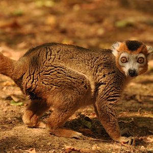 Crowned lemur (Eulemur coronatus)