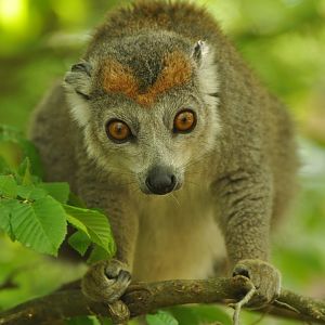 Crowned lemur (Eulemur coronatus)
