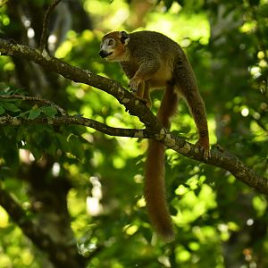 Crowned lemur (Eulemur coronatus)