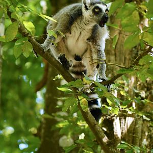 Ring-tailed lemur (Lemur catta)