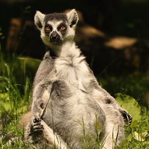 Ring-tailed lemur (Lemur catta)