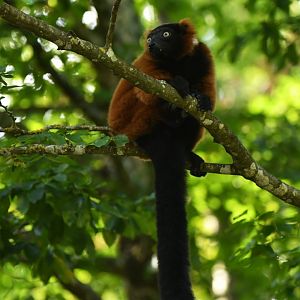 Red ruffed lemur (Varecia rubra)