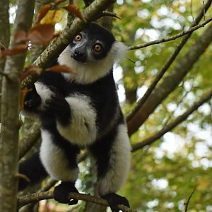 White-belted black-and-white ruffed lemur (Varecia variegata subcincta)