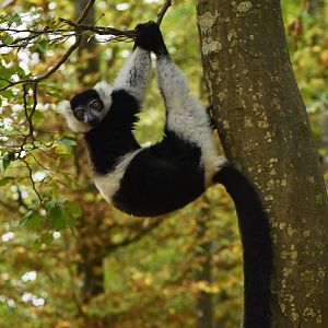 White-belted black-and-white ruffed lemur (Varecia variegata subcincta)