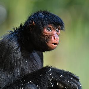 Red-faced spider monkey (Ateles paniscus)