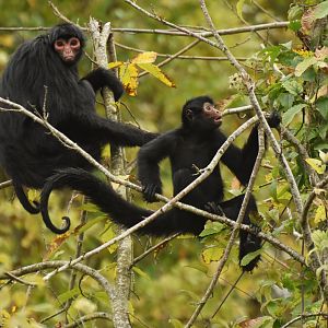 Red-faced spider monkey (Ateles paniscus)