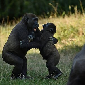 Western gorilla (Gorilla gorilla gorilla)