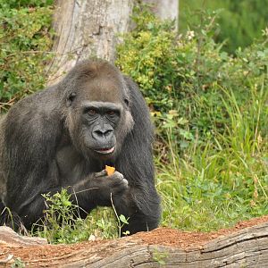 Western gorilla (Gorilla gorilla gorilla)