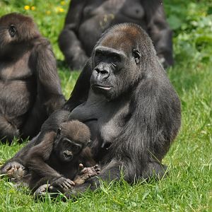 Western gorilla (Gorilla gorilla gorilla)