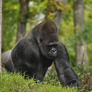 Western gorilla (Gorilla gorilla gorilla)
