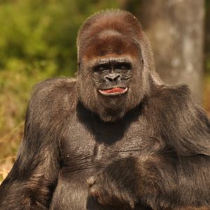 Western gorilla (Gorilla gorilla gorilla)