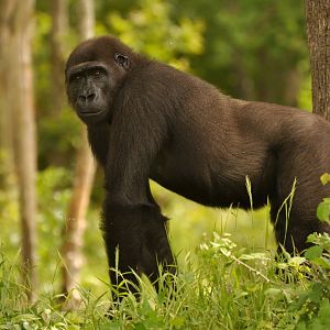 Western gorilla (Gorilla gorilla gorilla)