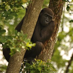 Western gorilla (Gorilla gorilla gorilla)