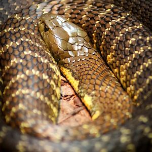 Eastern Tiger Snake  (Notechis scutatus scutatus)