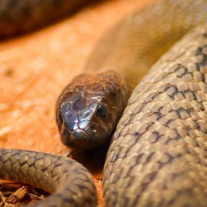Inland Taipan (Oxyuranus microlepidotus)