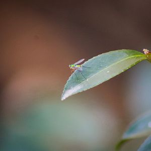 Dolichopodid Fly (Dolichopodidae)