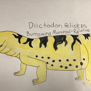 Diictodon feliceps