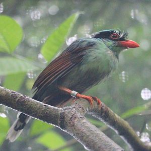 Indochinese Green Magpie (Cissa hypoleuca), just after the rain