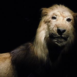 Naturalis - Cape Lion