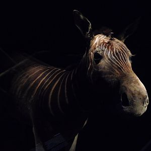 Naturalis - the last Quagga